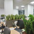 Озеленение офиса