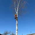 Спил деревьев, с измельчением веток, выкорчевкой фрезеровкой пня