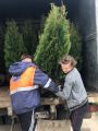 Посадка деревьев и кустарников под ключ