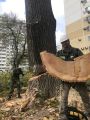 Новороссийск. Сложное удаление старых тополей, расчистка участка под застройку