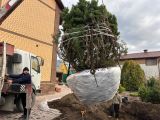 Большой опыт в пересадке дереаьев