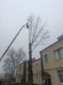 Спил дерева с применением спецтехники