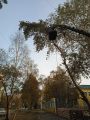 Спил и обрезка деревьев с измельчением порубочных остатков