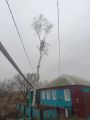 Спил берёзы вблизи строения и коммуникаций