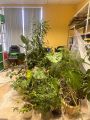 Работа с комнатными цветами