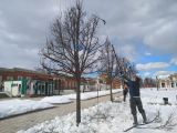 Формировка лип в парке Царицыно