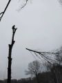Удаление деревьев