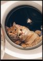 Оп