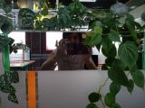 Уход за растениями в офисах. Фитодизайн, фитостены, модули. 