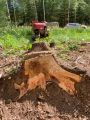 На фото можно увидеть пень в разрезе и глубину его залегания.