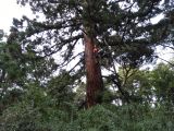 Санитарная обрезка сухих сучков на мамонтовой секвойе в Никитском ботаническом саду (Крым)