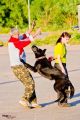 Раздел по дрессуре собака телохранитель
