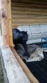 Ягуар в натуральную величину, покрытие стекловолокно покрашен