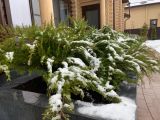 Всесезонное озеленение 