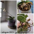 Лечение корневой гнили, замена грунта, корректировка ухода