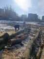 Разбор поваленного дерева