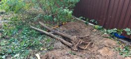 Расчистка участка от терновника, спил, корчевание пня