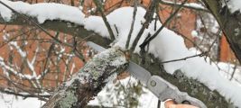 Обрезка деревьев на участке 