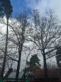 Санитарная обрезка дубов