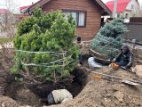 Большой опыт в пересадке и посадке деревьев